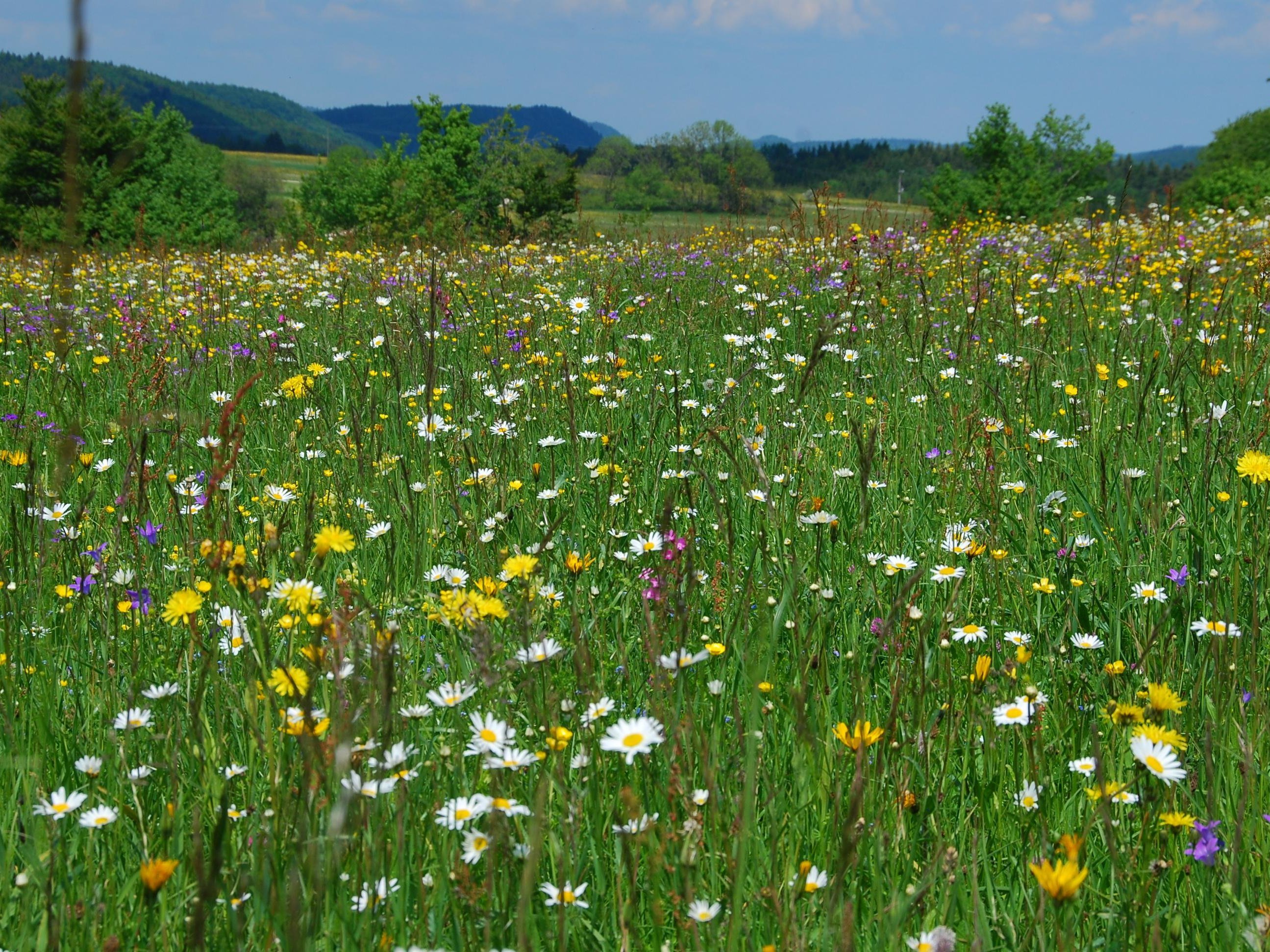 Heuwiese im Gewann "Michenloch"