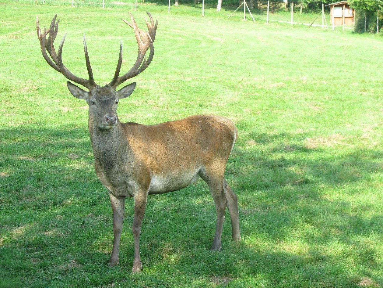 Hirsch im Wildgehege Meßstetten